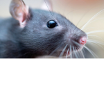 the fat ratzz