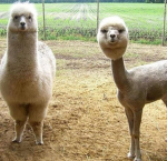 Llama Squad FOREVER:)