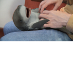 The sharks are mean