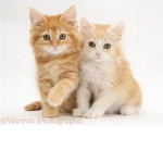 Kittens and Cats Rule!