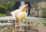 Ducky stars