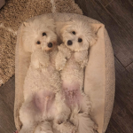 HeartsforPups