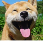 The dog cuid