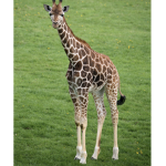 Jeffreeze giraffes