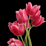 Tulips Dance Academy