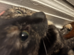 Animal cat group