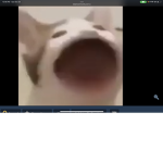 Popping cat studios