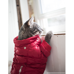 Preppy winter (fashion show)
