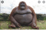 THE GORILLAS FAN CLUB