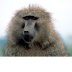 The Baboon Boiz