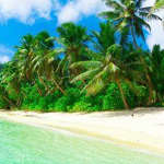 ∘ [ palmtree beach