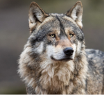 Wolf place 2.0