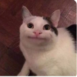 The cat and mrbeast group