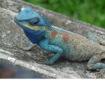 The_Lizard_Squad