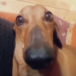 SCP: Incident Null Ø