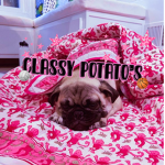 Classy-potatos