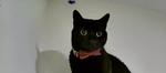 Catz_r.the.b3st