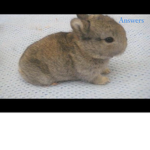 Bunny for life!