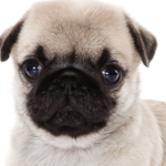 The Tribe of Pugs