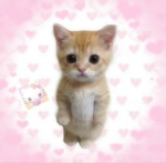 :3 EL GATO'S GUN GROUP :3