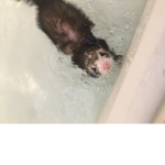 Official peachy ferret group!