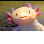 Axolotls United!