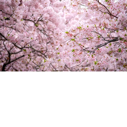 ~*Cherry Blossom Dreams*~