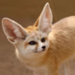 Fox fox