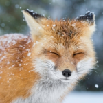 THE FOX FAN GROUPP