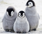 -Penguin Squad-