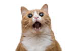 KoleNeighbor's Dev Team