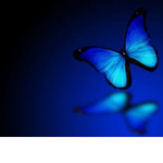 *~The Butter Fly's ~*