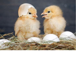 Baby Chickens Fan Group
