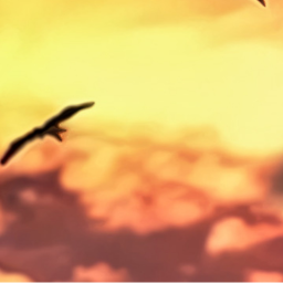 🦅