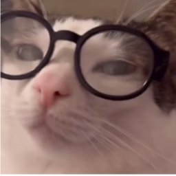 Silly Cat Collector