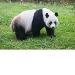 Panda and wolf club