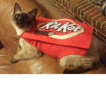 KittenKAT fan group