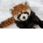 PandaNati0n