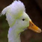 ducc*