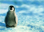 AwEsOmE  PeNgUiNs