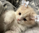 Los gatitos de Valen
