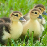 Duckiiee