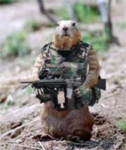 army of squirrels
