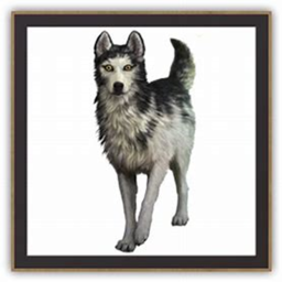 Survivors Dogs: Most popular Alpha scenes