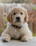 golden retrivers_dogs