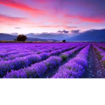 Londare