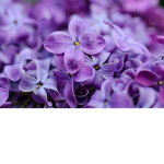 Lilac_clothes