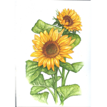 Sunflower ###### :D