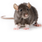 We thy are rats