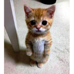 El Gato,,